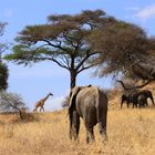 Idylle am Tarangire NP nahe Arusha