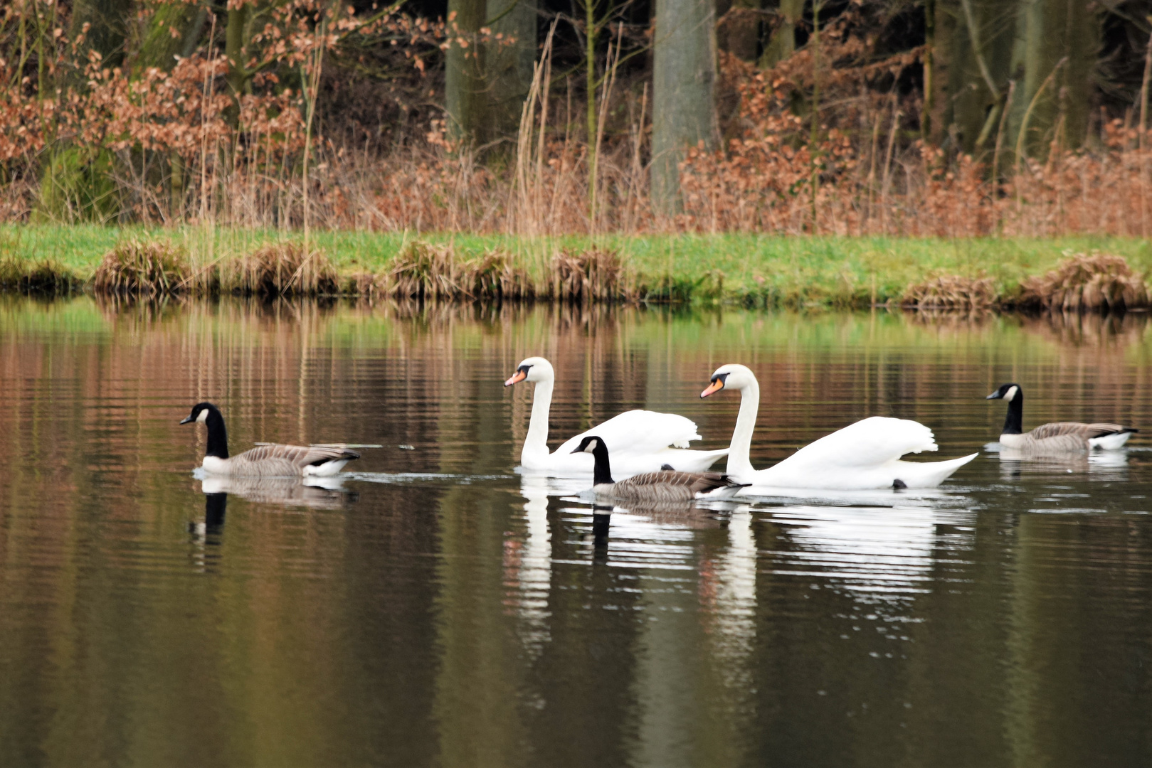 Idylle am Teich Foto & Bild tiere, wildlife, wild lebende vögel