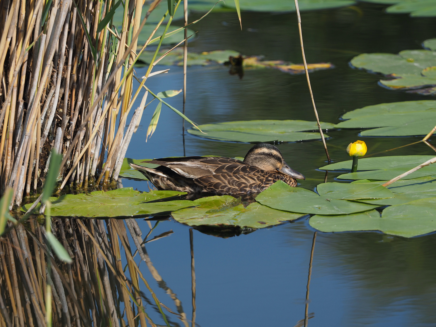 Idylle am Teich