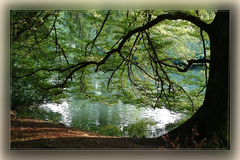 Idylle am Teich