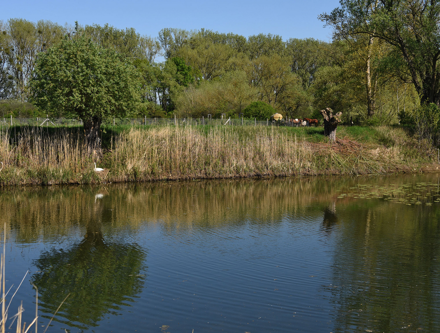 Idylle am Teich