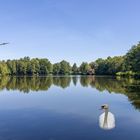 Idylle am Weiher