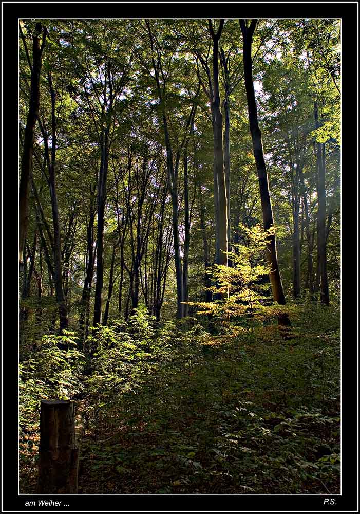 Idylle am Weiher - I -