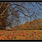 Idylle am Weiher - II -