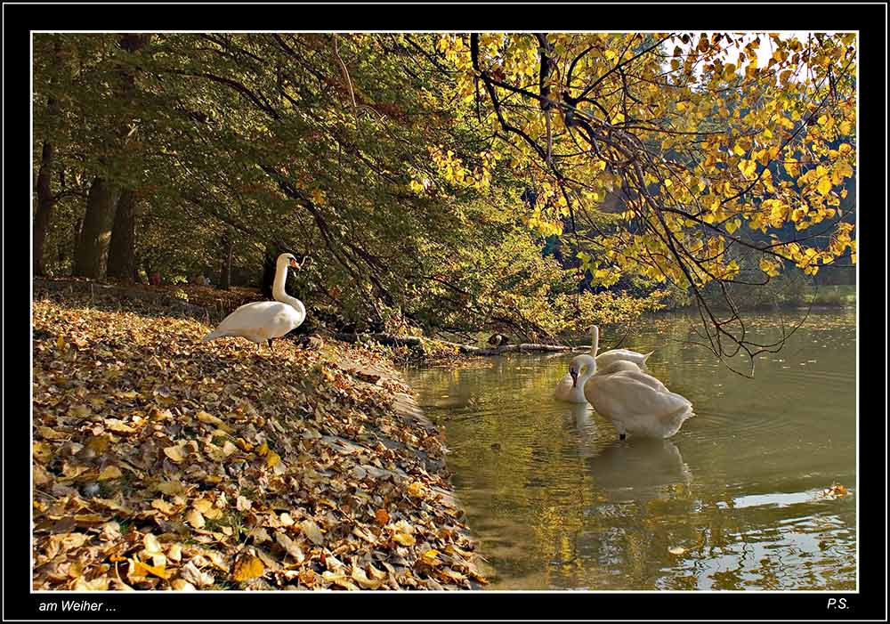 Idylle am Weiher - III -