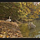 Idylle am Weiher - III -