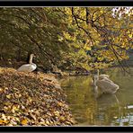 Idylle am Weiher - III -