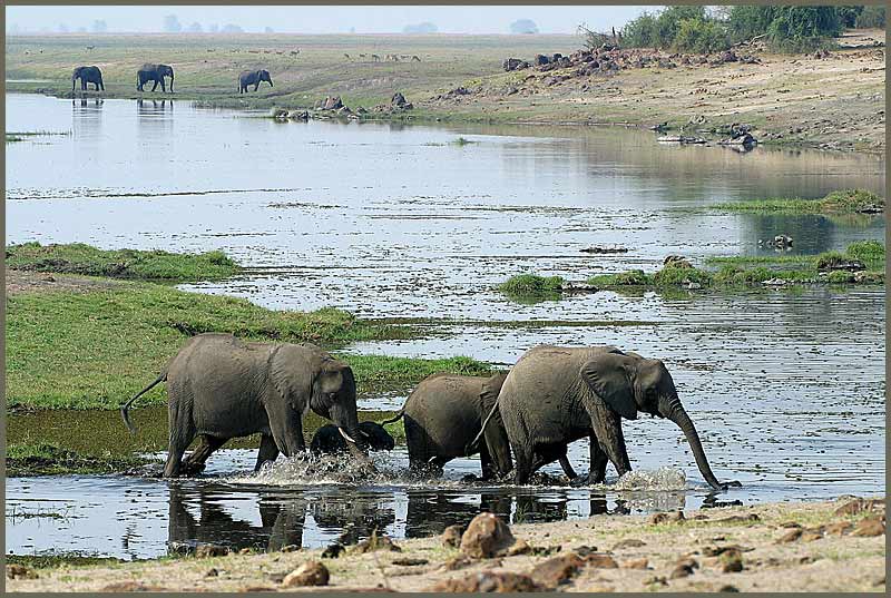 Idylle an der Chobe Riverfront