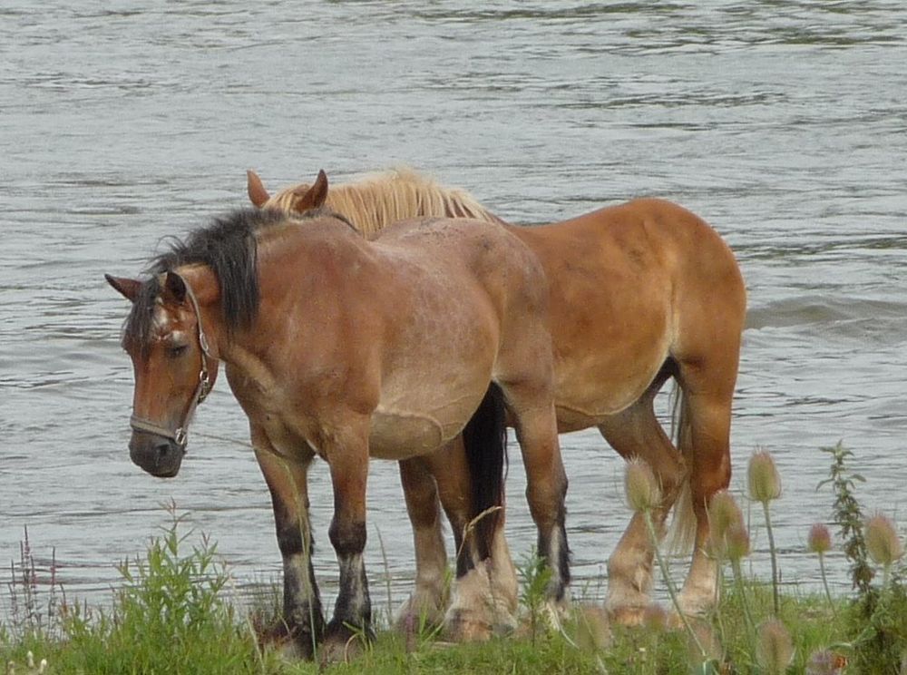 Idylle an der Weser