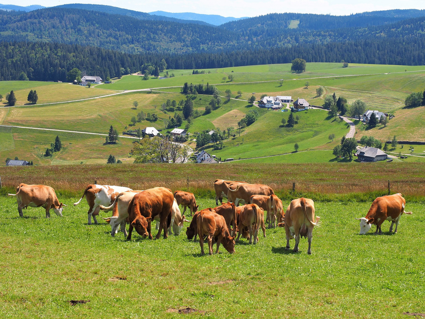 Idylle auf dem Schauinsland