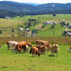 Idylle auf dem Schauinsland