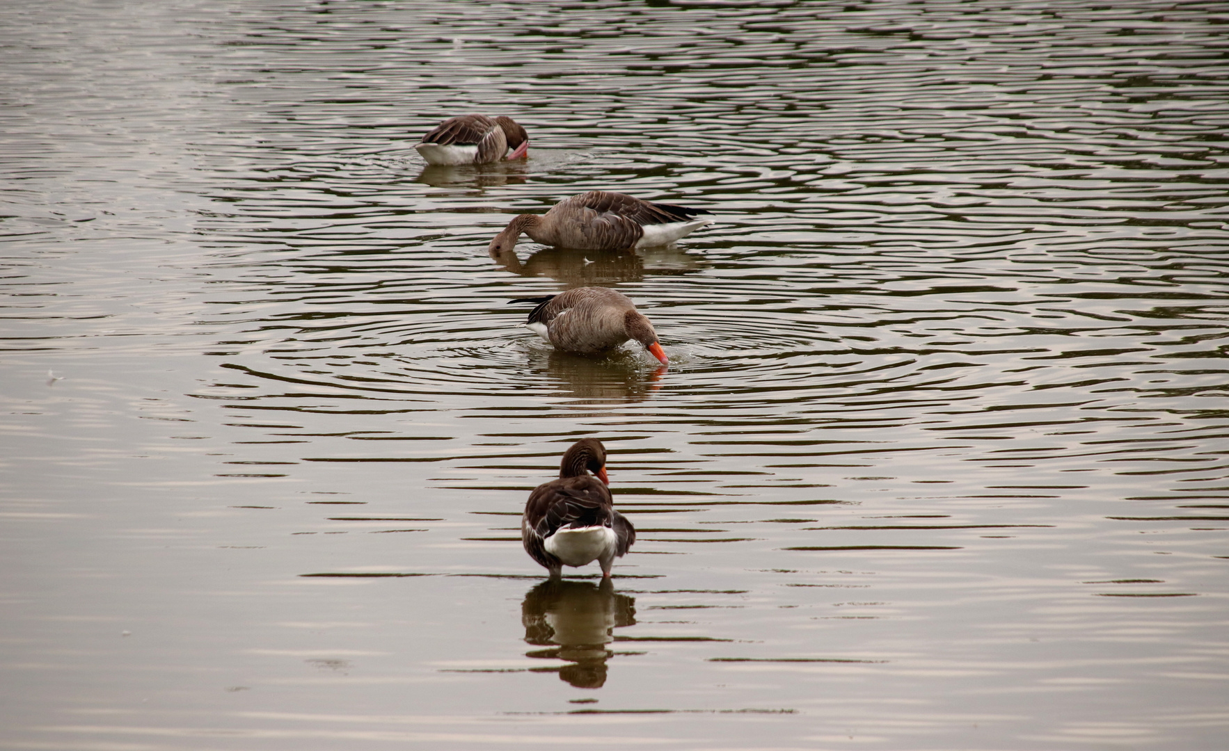 Idylle auf dem Teich