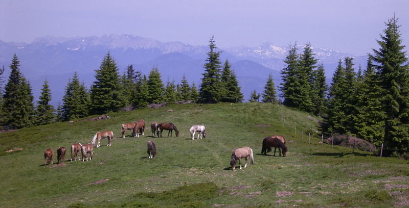 Idylle auf der Alm