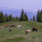 Idylle auf der Alm