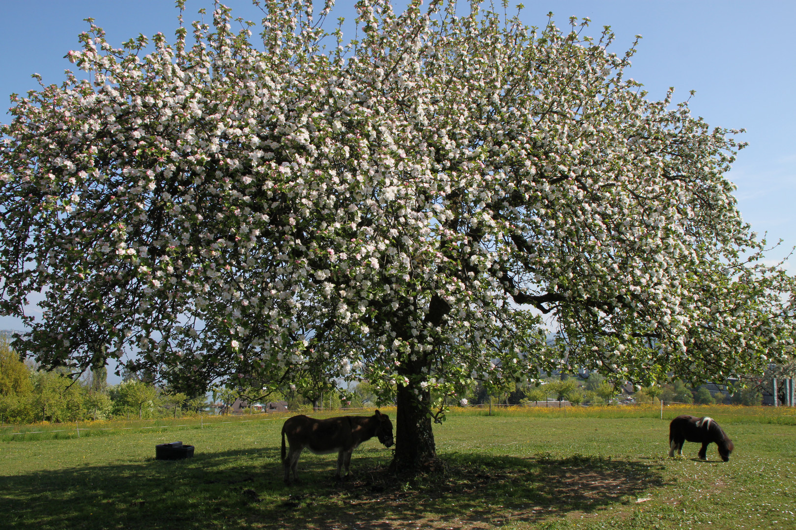 Idylle auf der Halbinsel Au am Zürichsee