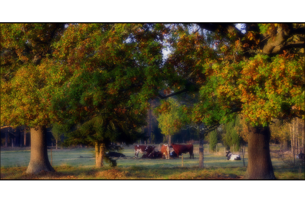 Idylle auf der Weide