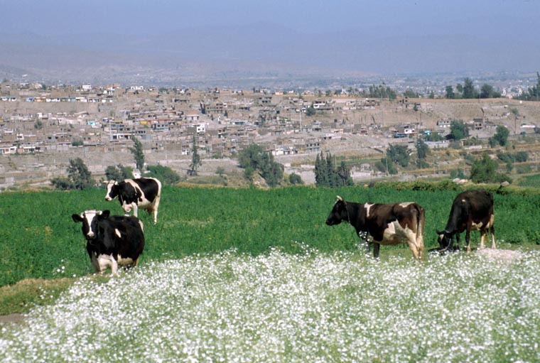 Idylle bei Arequipa