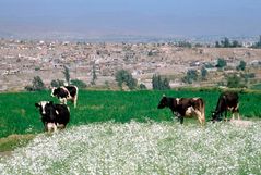 Idylle bei Arequipa