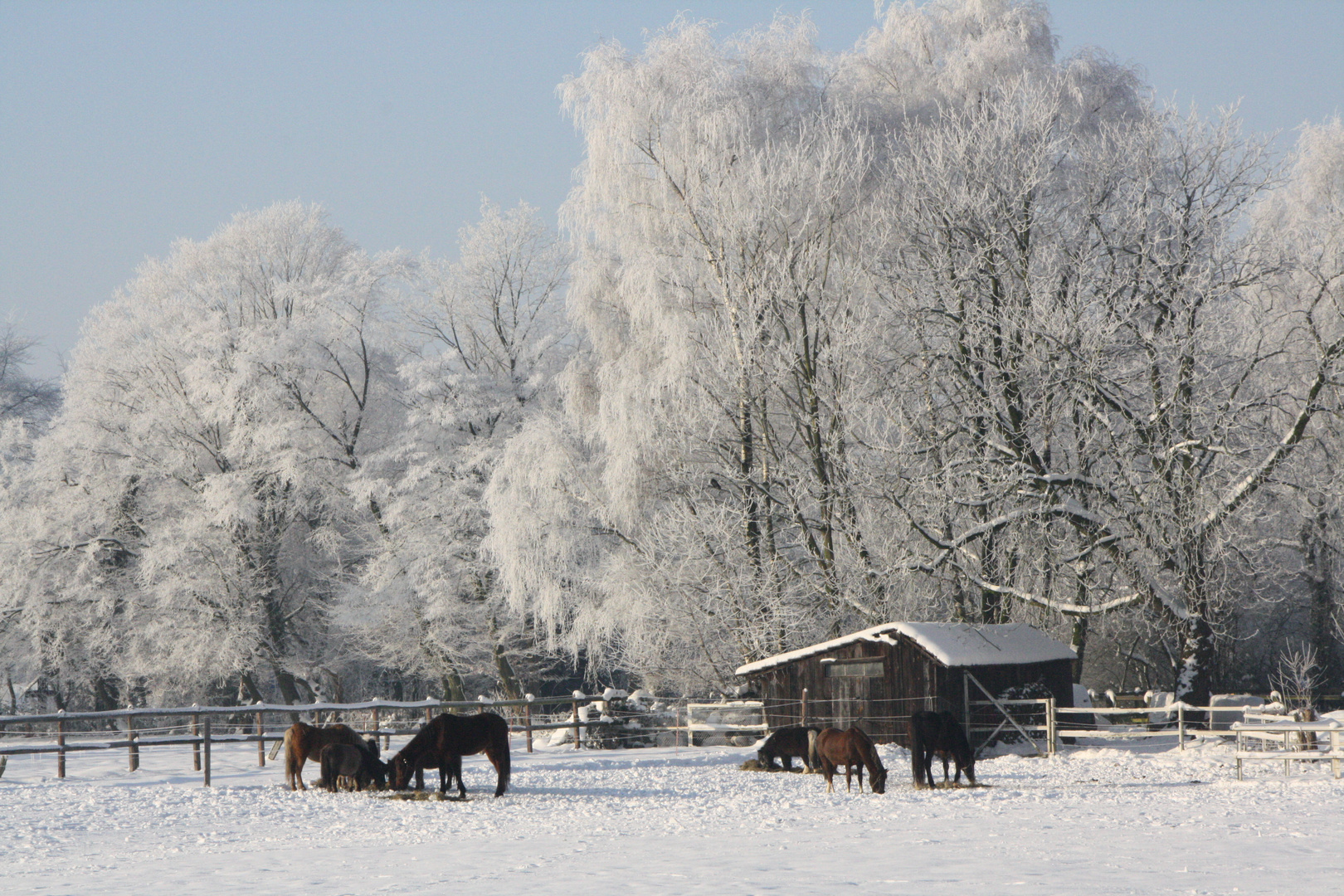 Idylle bei minus 10 Grad