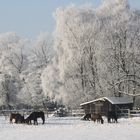 Idylle bei minus 10 Grad