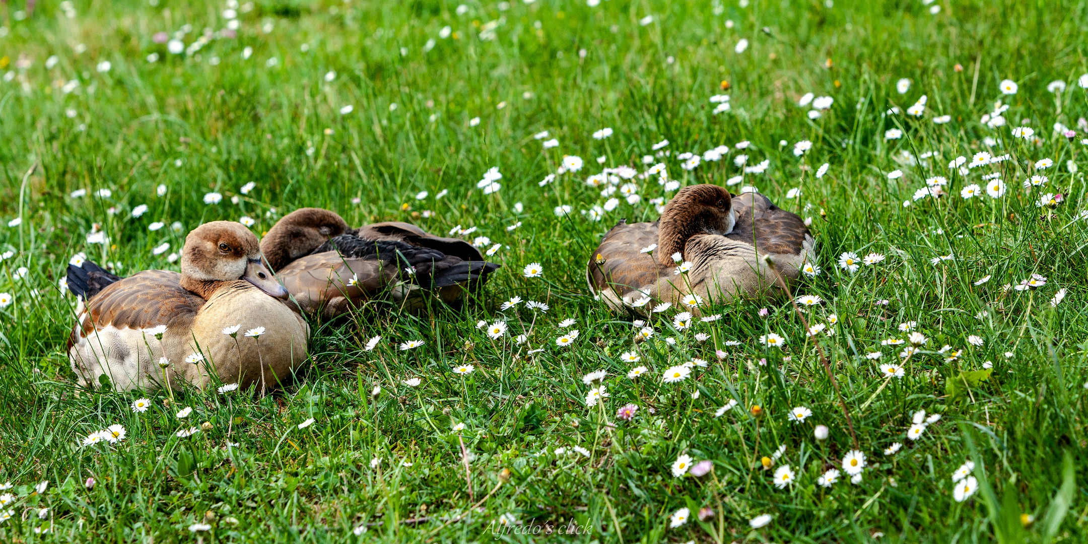 Idylle& Gänseblümchen