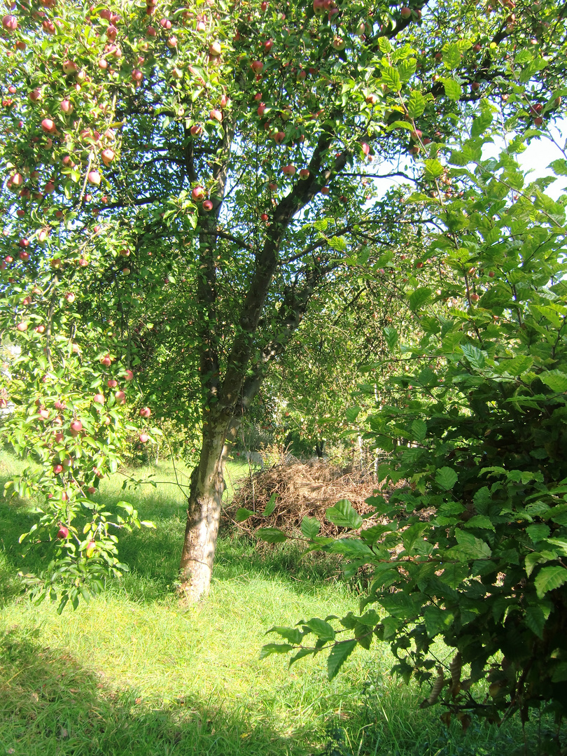 Idylle -  Herbstgarten