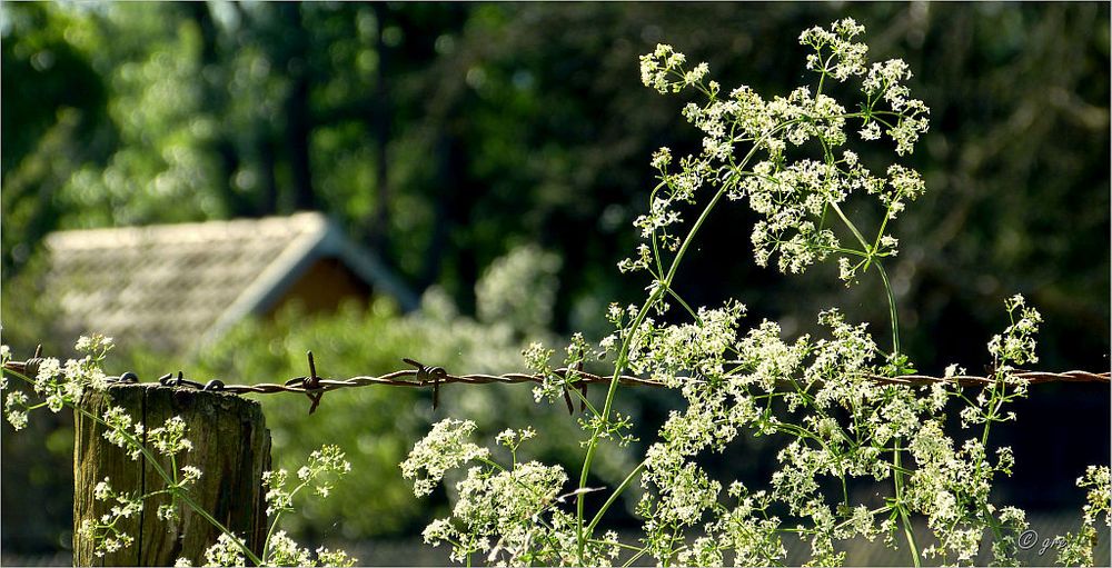 Idylle hinter Stacheldraht