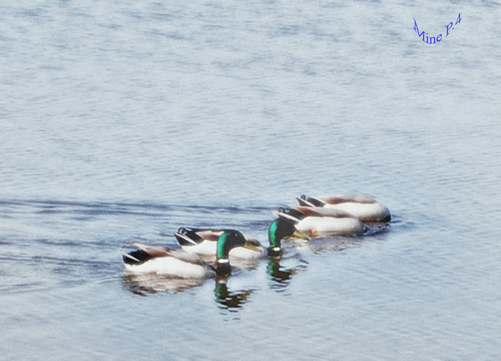 Idylle hinterm Meer2