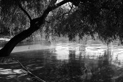 Idylle im Carol Park