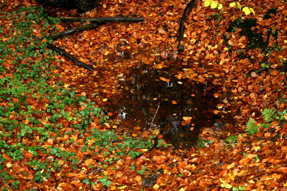 Idylle im Ellernbusch