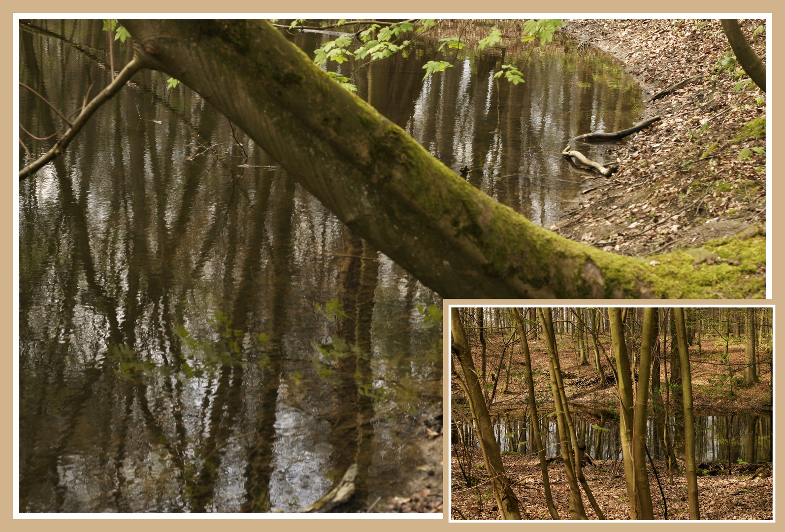 Idylle im Friedwald