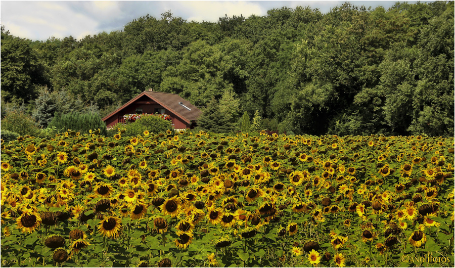 Idylle im Frühherbst