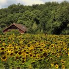 Idylle im Frühherbst