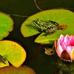 Idylle im Gartenteich.