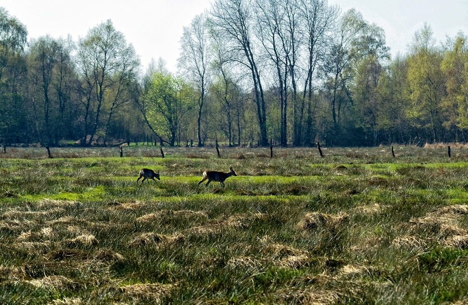 Idylle im Moor :o)