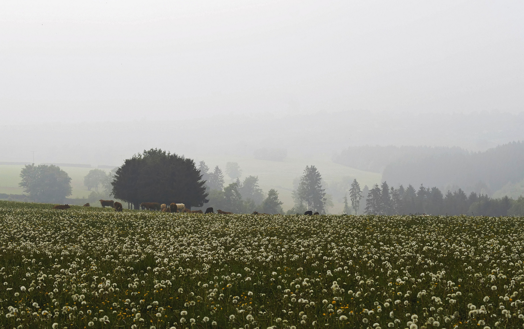 Idylle im Nebel