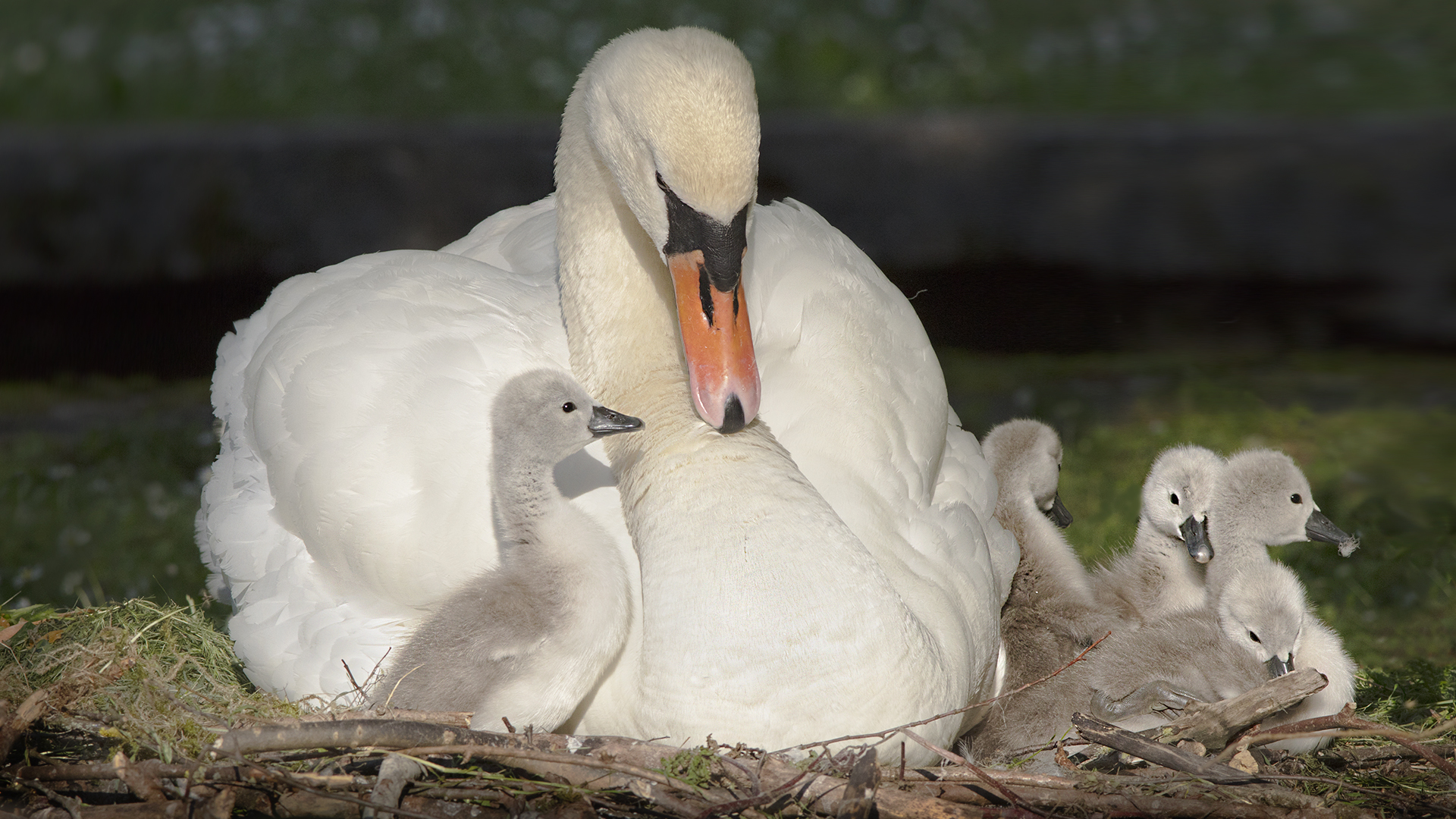 Idylle im Nest