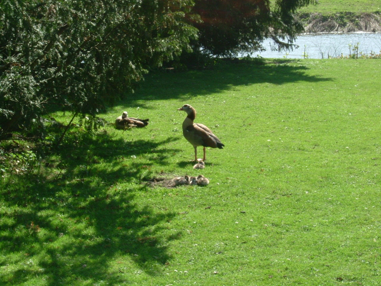 IDYLLE IM SCHLOSSPARK.....