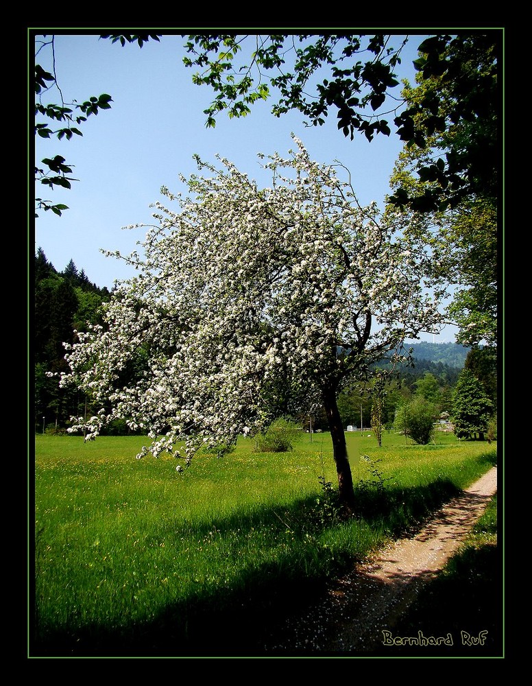 Idylle im Schwarzwald