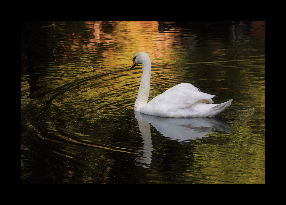 Idylle im Teich