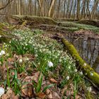 Idylle im Vorfrühling