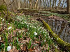 Idylle im Vorfrühling