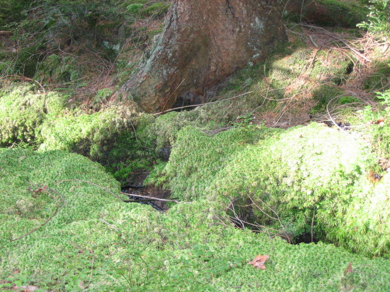 Idylle im Wald