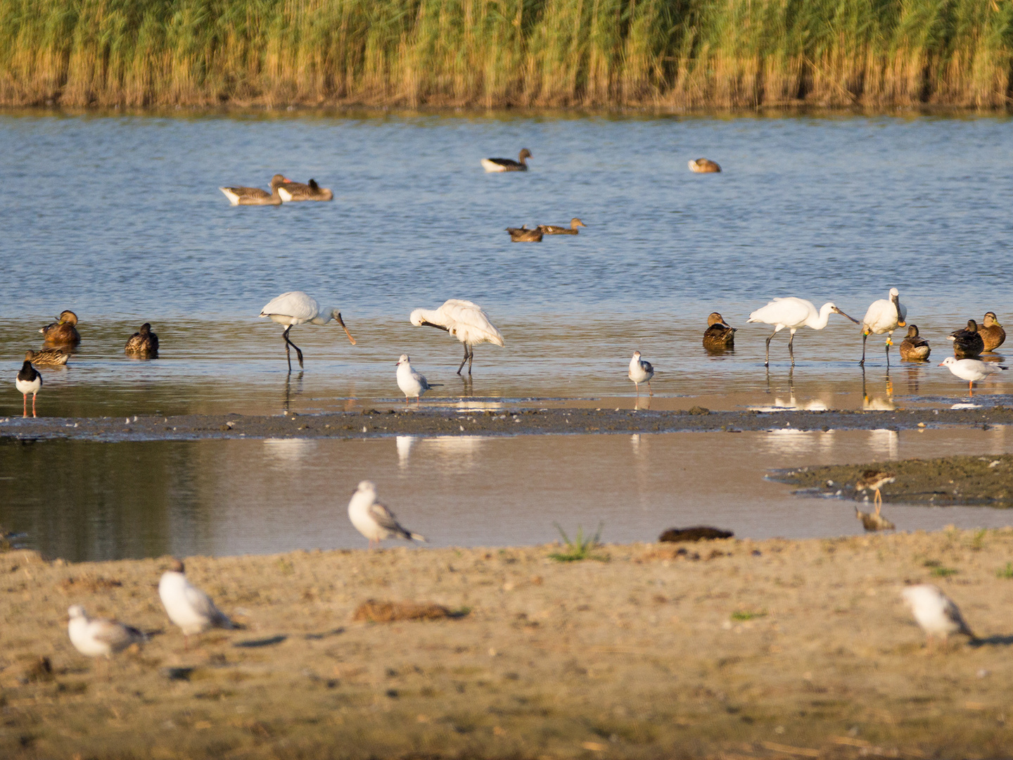 Idylle im Wattenmeer