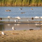 Idylle im Wattenmeer