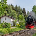 Idylle im Zellwald