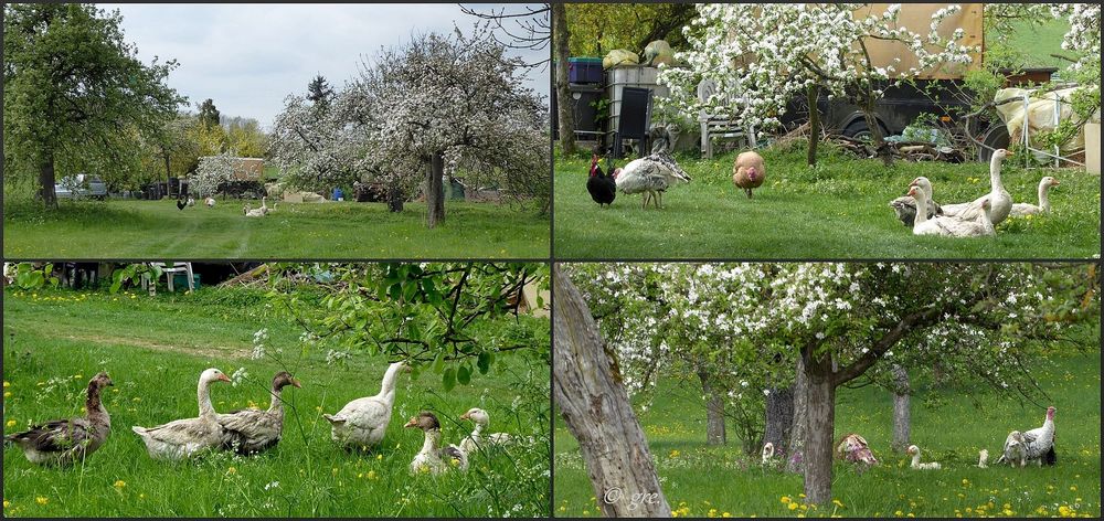 Idylle? in den Streuobstwiesen