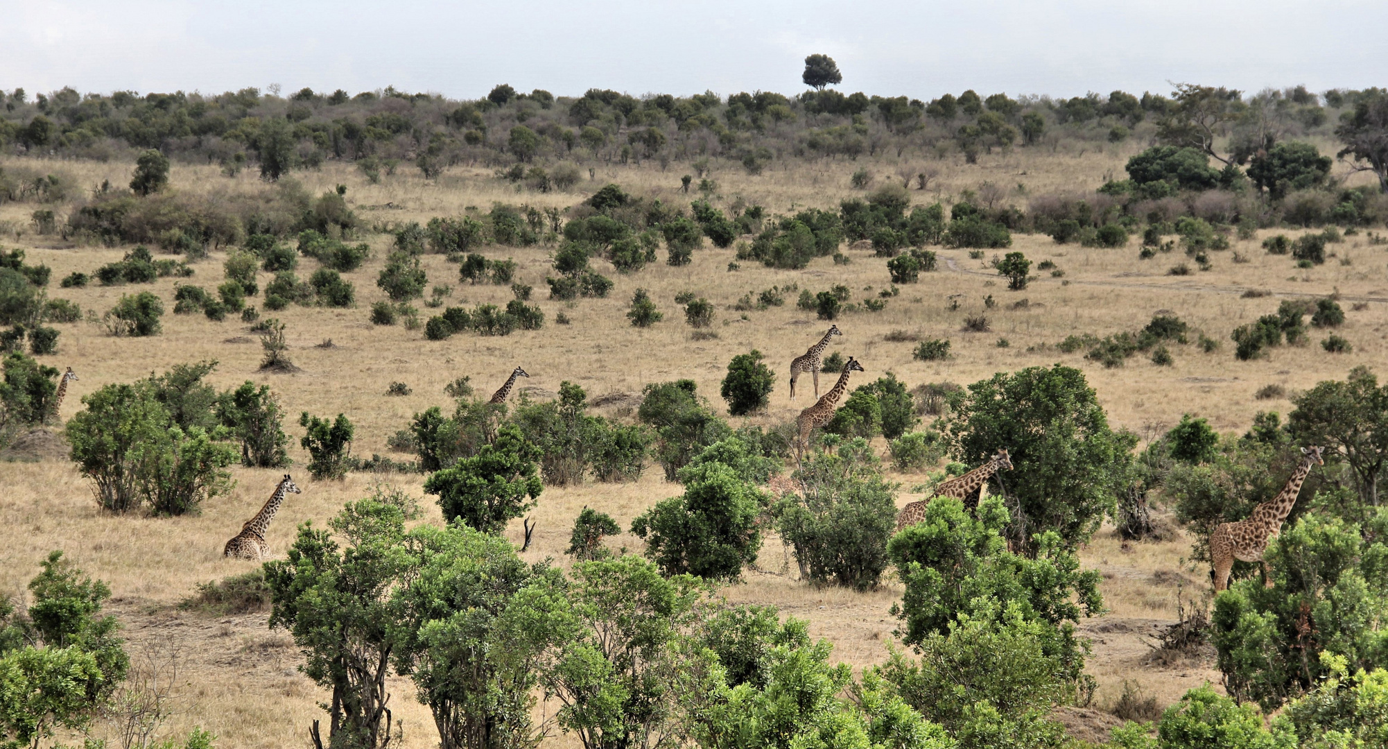 Idylle in der Masai Mara