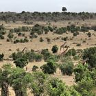 Idylle in der Masai Mara