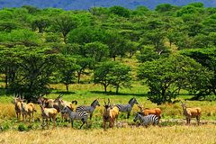 Idylle in der Serengeti